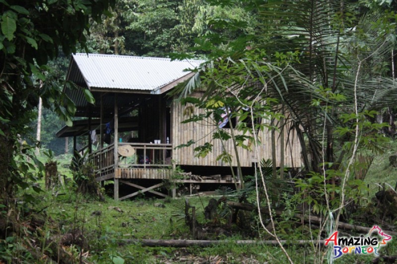 Borneo Jungle Trekking - "Survival Camp"